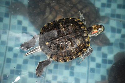 Close-up of turtle swimming in sea