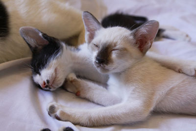 Close-up of cat resting on bed