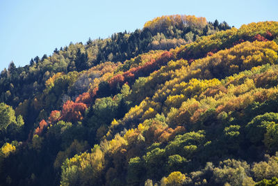 High angle view of trees in forest against sky