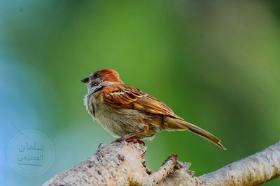 Close-up of sparrow perching on leaf
