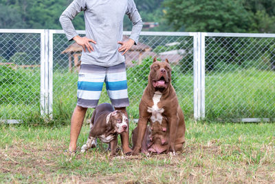 Dogs running on field