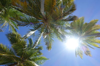 Low angle view of palm trees against sky