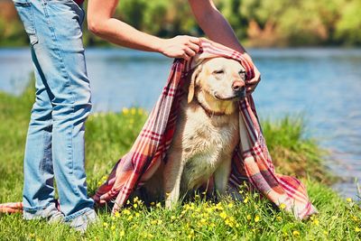 Low section of woman covering dog