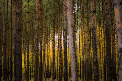 Close-up of trees at forest