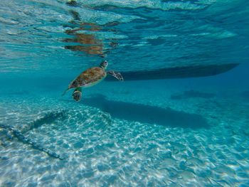 Fish swimming in sea