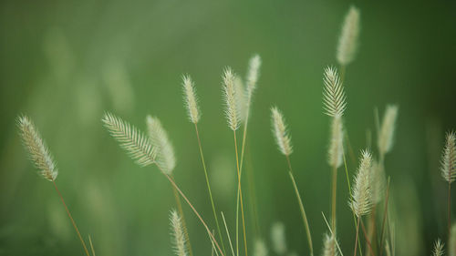 Close-up of stalks in field