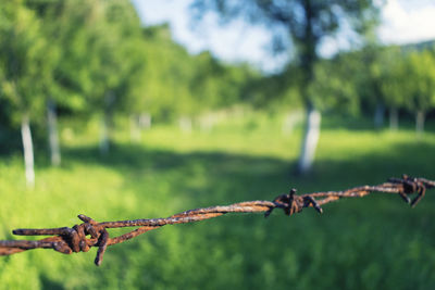 Close-up of barbed wire