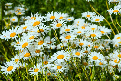 Close-up of white daisy flowers on field