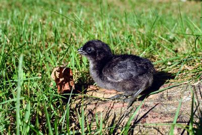 Black bird in a field