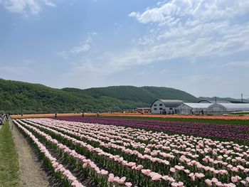 Scenic view of agricultural field against sky