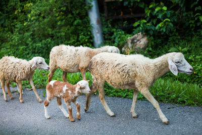 Sheep standing in farm