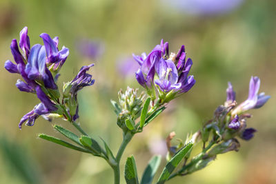 Macro shot of lucerne flowers in bloom