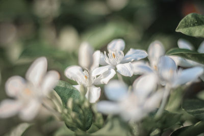 Close-up of white flowering plants