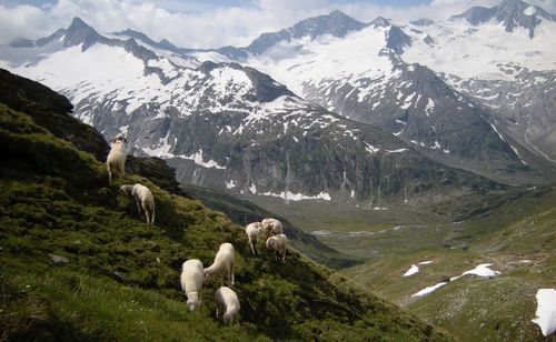 Sheep on landscape against mountains