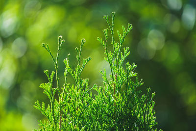 A boxwood top against a natural green bokeh background