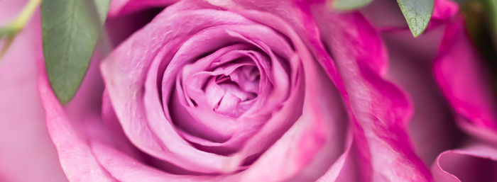 Close-up of pink rose flower