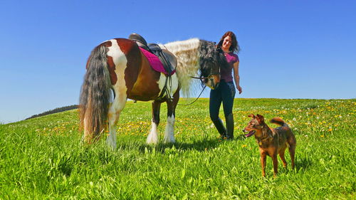 Horses on a field