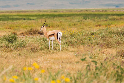 Impala antelope grazing on field