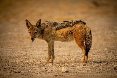 Black-backed jackal stands on gravel lowering head