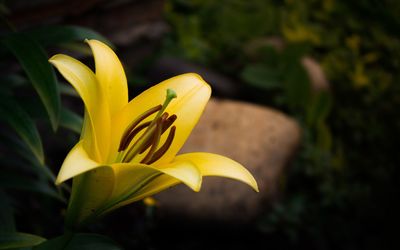 Close-up of yellow flowering plant