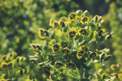 Close-up of flowering plant