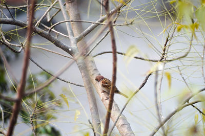 Close-up of bird perching on tree