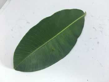 High angle view of wet plant leaves