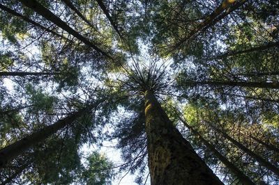 Low angle view of trees