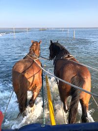 Horses in a sea