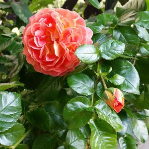 Close-up of red rose blooming outdoors