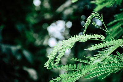 Close-up of fern leaves on tree