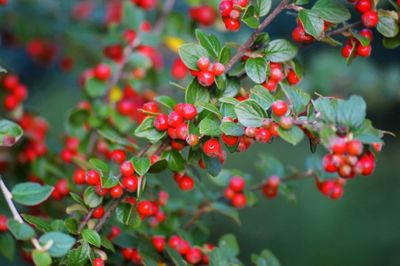 Close-up of red leaves