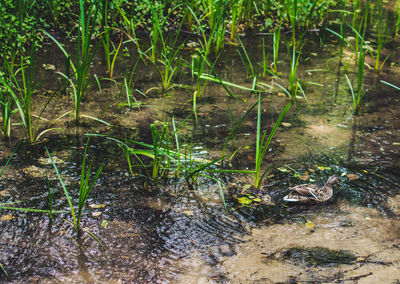 View of a turtle in the lake