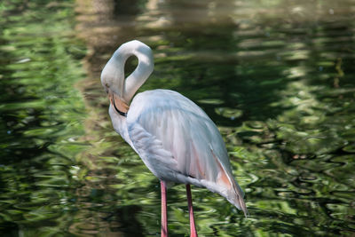 White heron in a lake