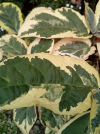 Close-up of fresh green leaves