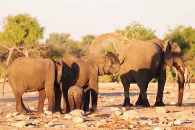 View of elephant