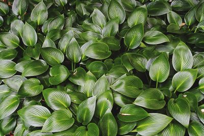 Full frame shot of green leaves