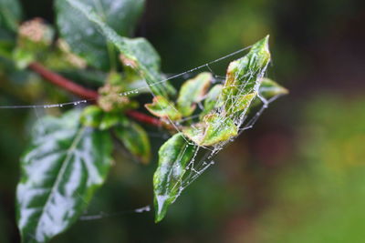 Close-up of insect on twig