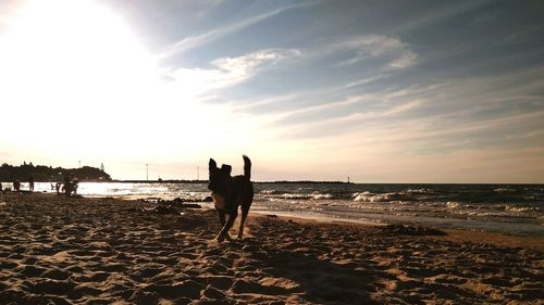 Silhouette dog on beach against sky during sunset