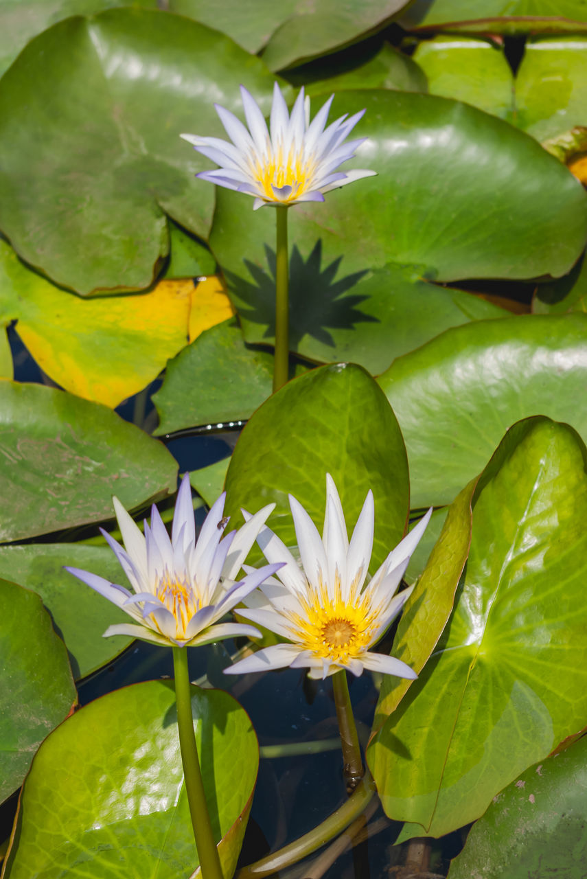 flower, flowering plant, plant, leaf, water lily, green, plant part, freshness, beauty in nature, yellow, pond, nature, water, aquatic plant, lily, growth, flower head, close-up, petal, lotus water lily, fragility, inflorescence, floating, no people, floating on water, blossom, outdoors, botany, springtime, pollen, environment