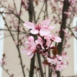 Close-up of pink flowers blooming on tree
