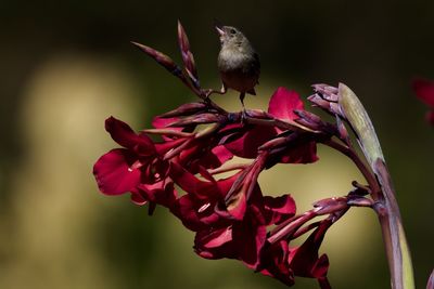 Close-up of bird perching on flower