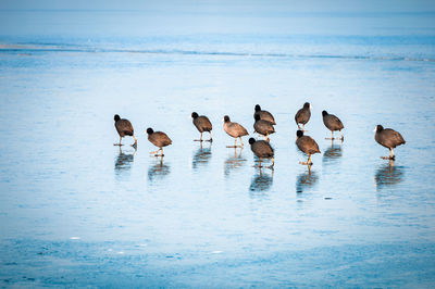 Flock of birds at beach