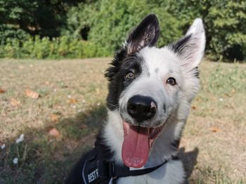 Close-up portrait of dog at park