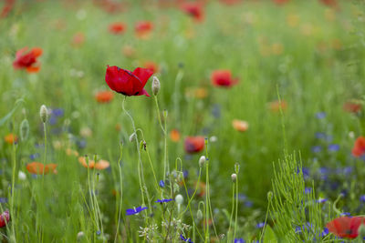 Close-up of red poppy flowers on field