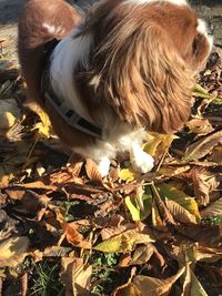 Close-up of dog by bird