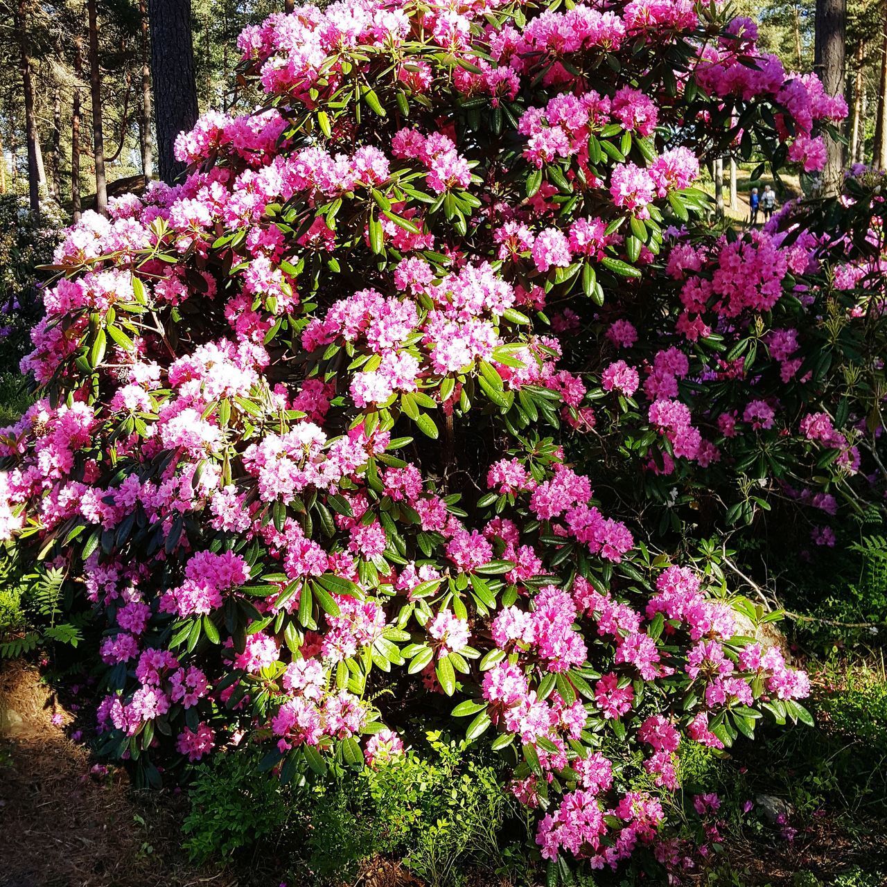 PINK FLOWERS IN SPRING