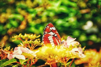 Close-up of butterfly pollinating on flower