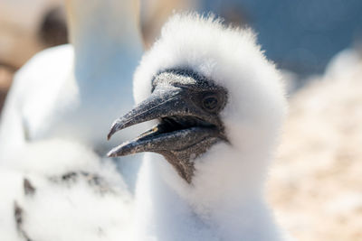 Close-up of a bird