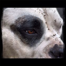Close-up portrait of dog